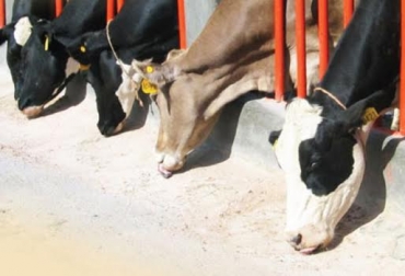 Alimentos para producir mas leche en vacas